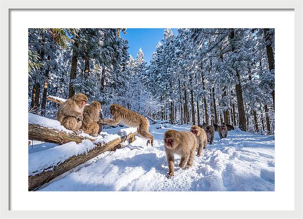 Asian Macaques In Winter Wonderland
