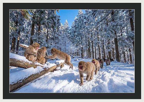 Asian Macaques In Winter Wonderland