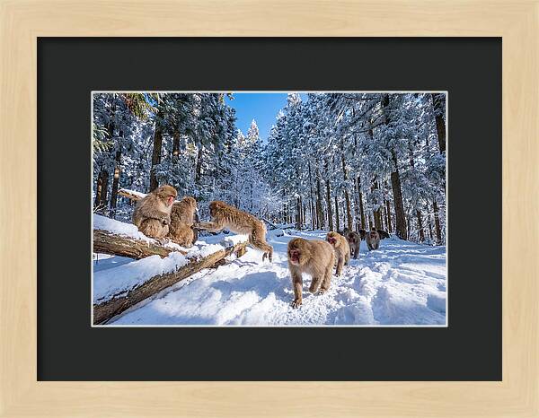 Asian Macaques In Winter Wonderland