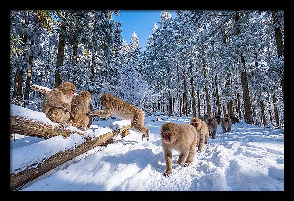 Asian Macaques In Winter Wonderland