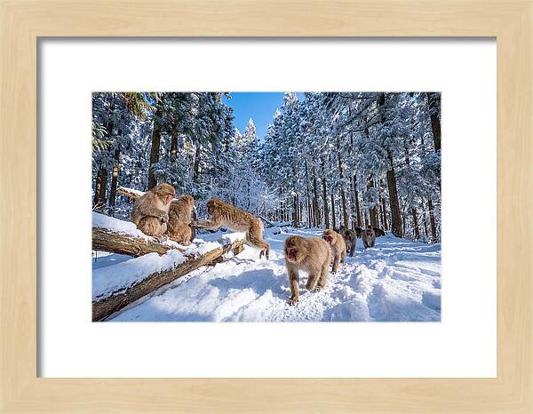 Asian Macaques In Winter Wonderland