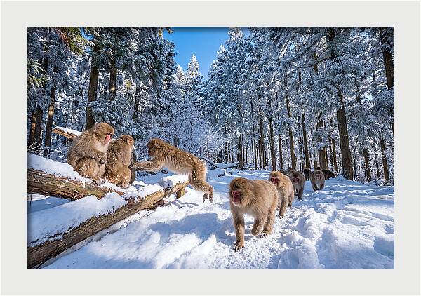 Asian Macaques In Winter Wonderland