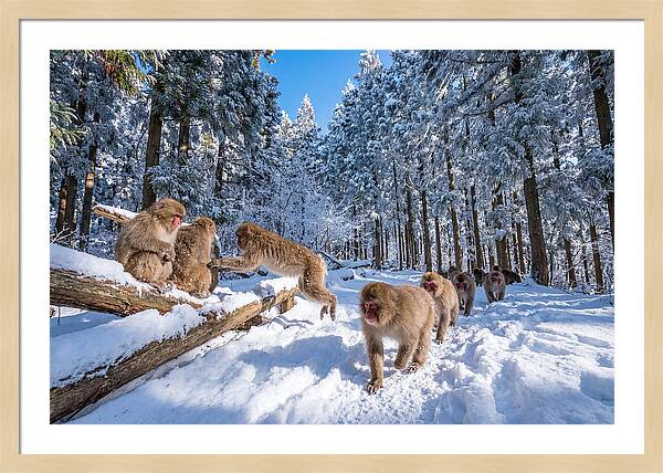 Asian Macaques In Winter Wonderland