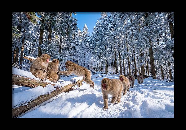 Asian Macaques In Winter Wonderland