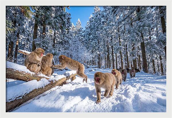 Asian Macaques In Winter Wonderland