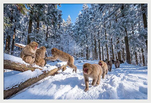 Asian Macaques In Winter Wonderland