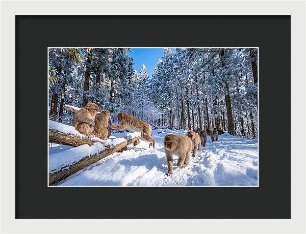 Asian Macaques In Winter Wonderland