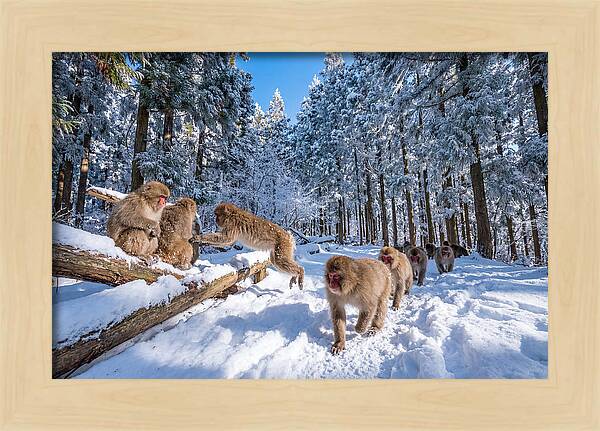 Asian Macaques In Winter Wonderland
