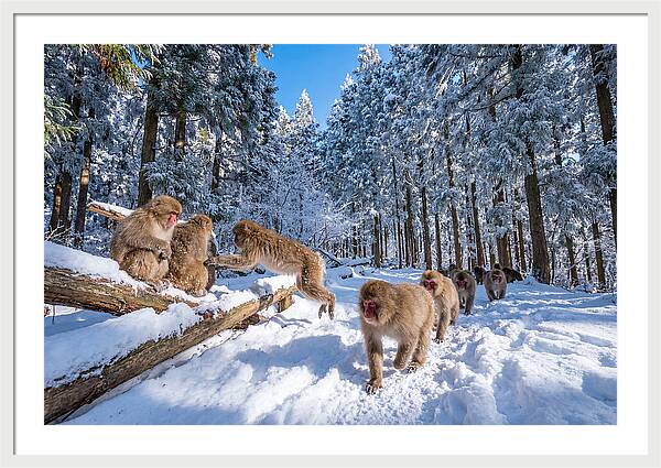 Asian Macaques In Winter Wonderland