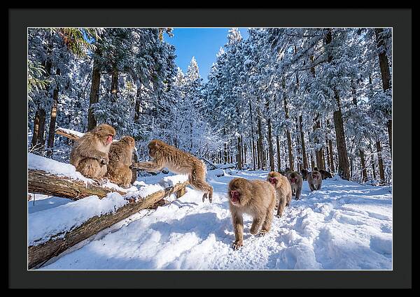 Asian Macaques In Winter Wonderland