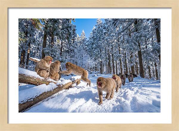 Asian Macaques In Winter Wonderland