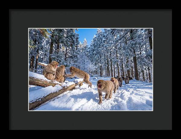 Asian Macaques In Winter Wonderland
