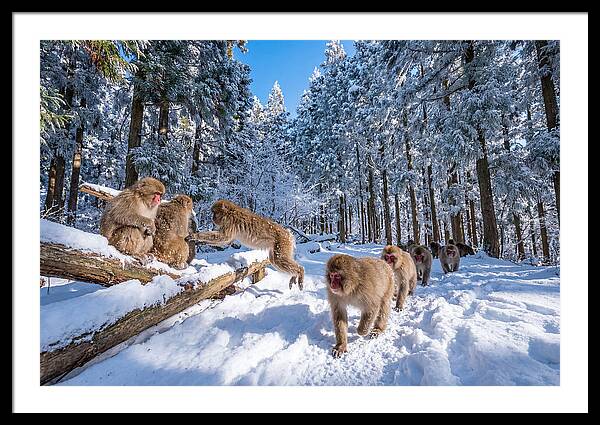 Asian Macaques In Winter Wonderland