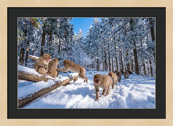 Asian Macaques In Winter Wonderland