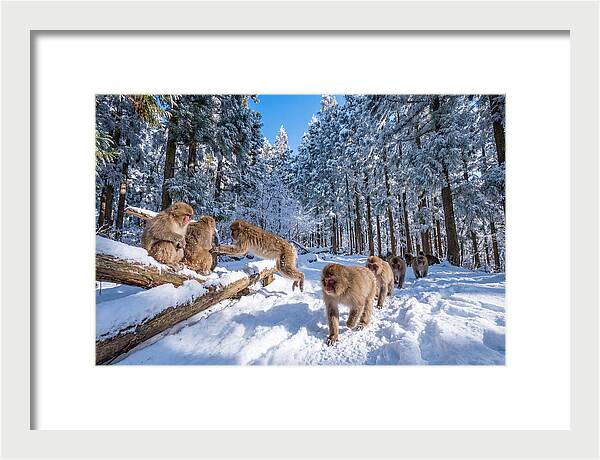 Asian Macaques In Winter Wonderland