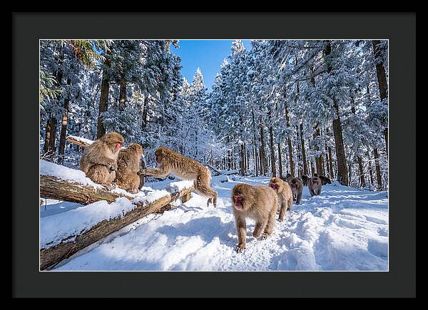 Asian Macaques In Winter Wonderland