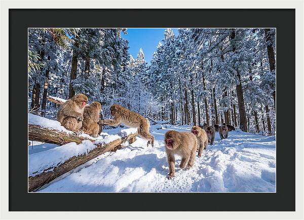 Asian Macaques In Winter Wonderland