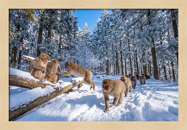 Asian Macaques In Winter Wonderland