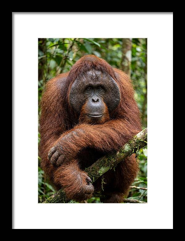 Asian Orangutan Male Portrait