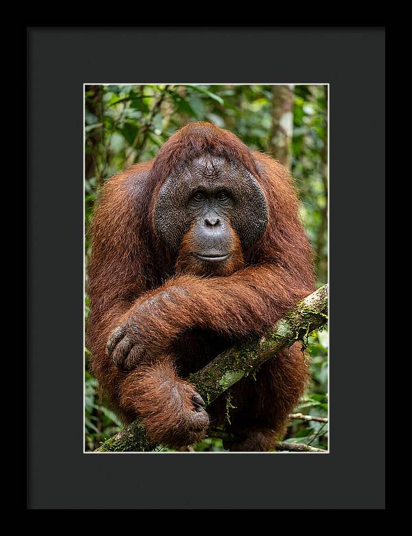 Asian Orangutan Male Portrait