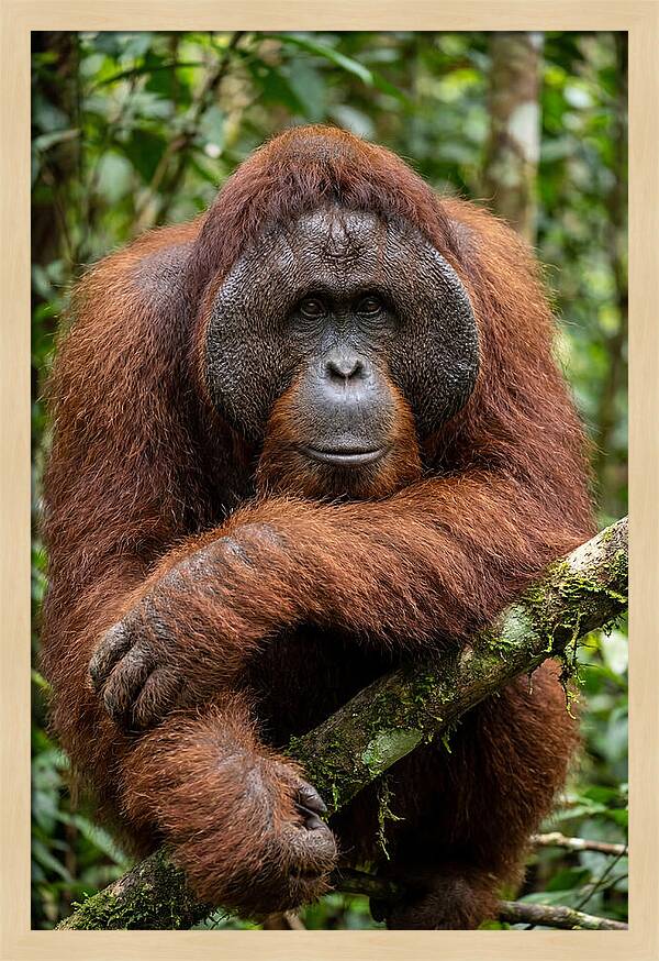 Asian Orangutan Male Portrait