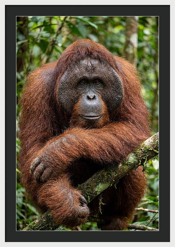 Asian Orangutan Male Portrait