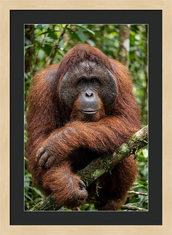 Asian Orangutan Male Portrait