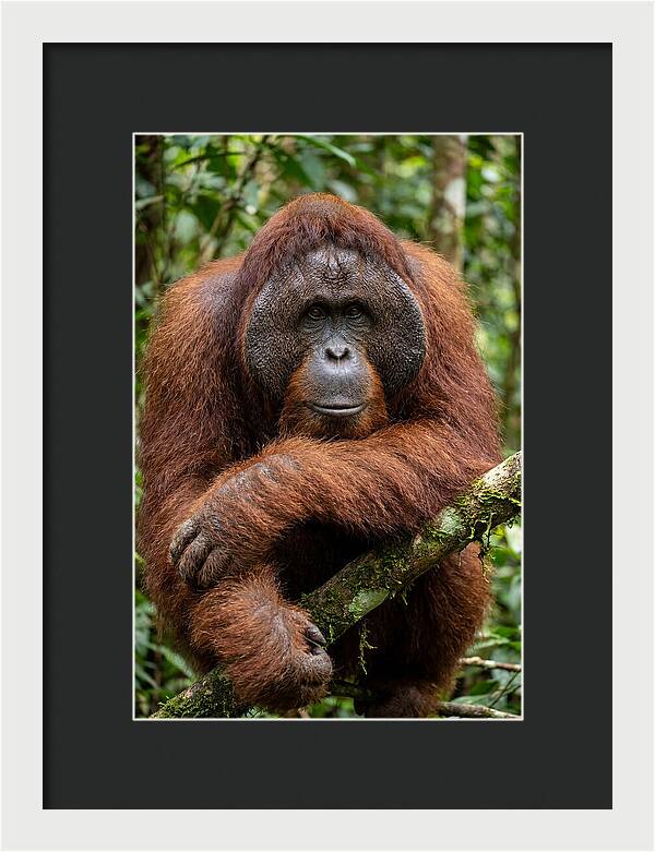 Asian Orangutan Male Portrait