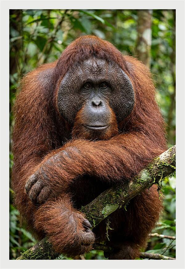 Asian Orangutan Male Portrait