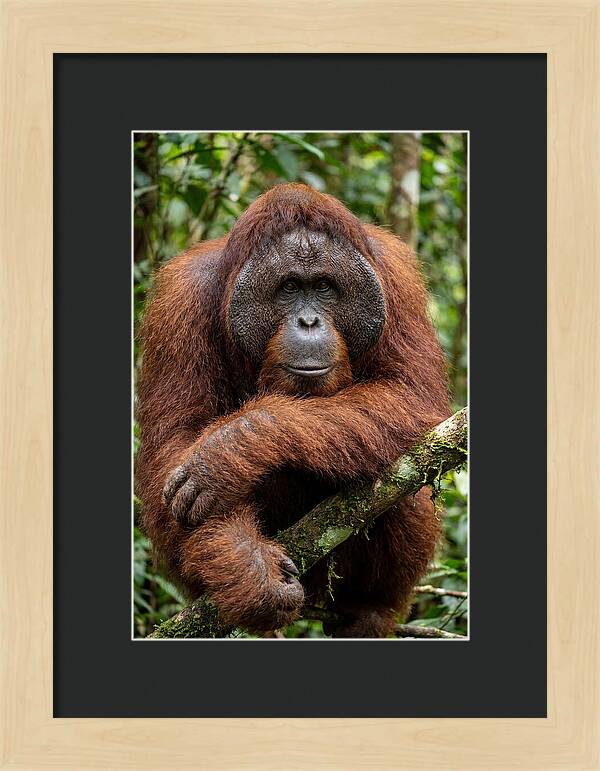 Asian Orangutan Male Portrait