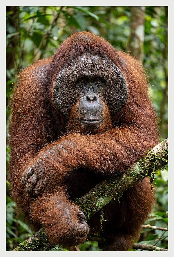 Asian Orangutan Male Portrait