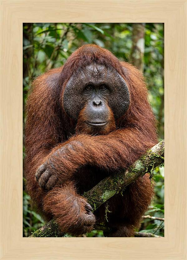 Asian Orangutan Male Portrait