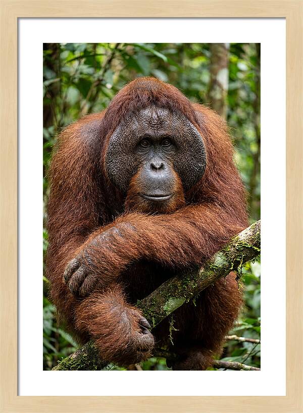 Asian Orangutan Male Portrait