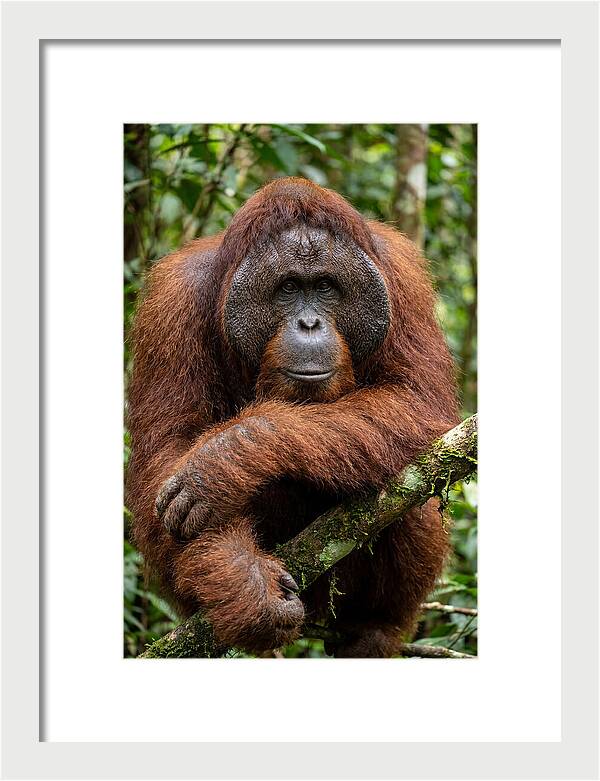 Asian Orangutan Male Portrait