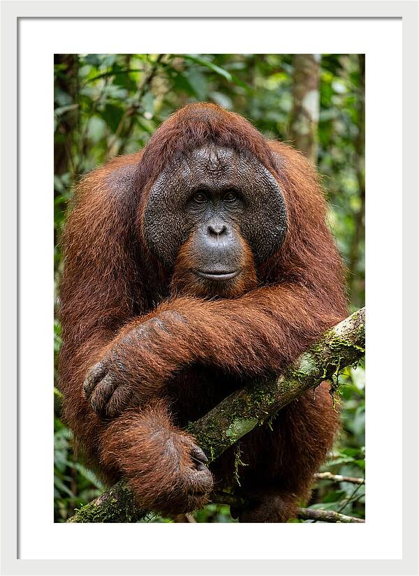 Asian Orangutan Male Portrait