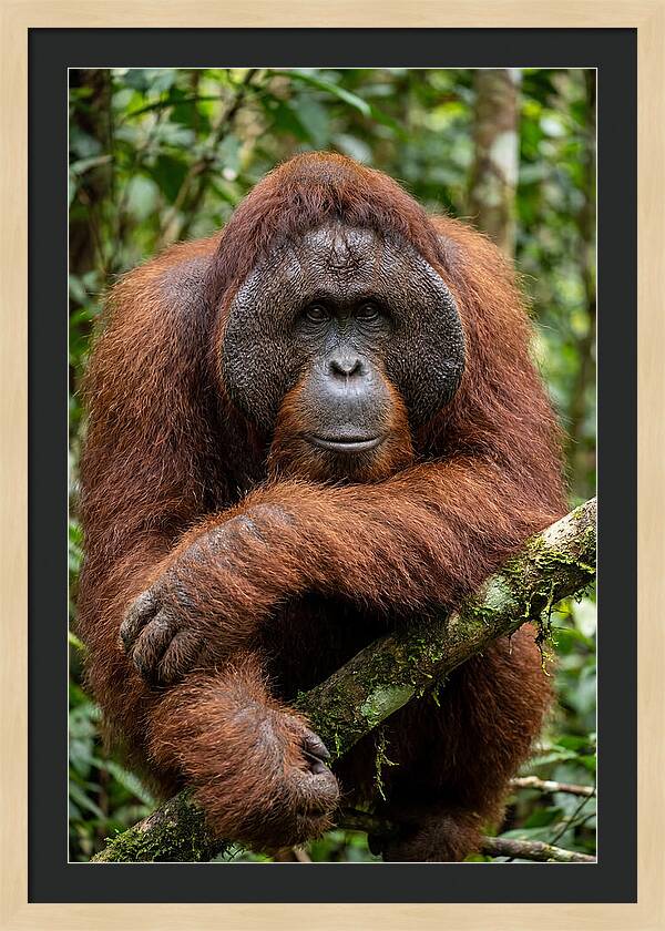 Asian Orangutan Male Portrait