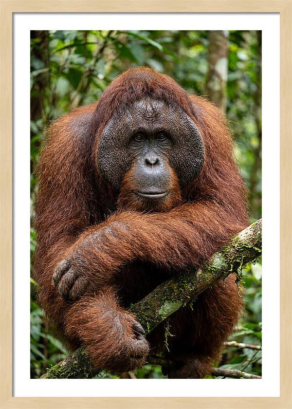 Asian Orangutan Male Portrait