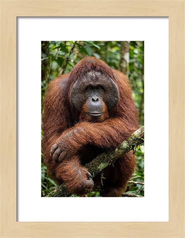 Asian Orangutan Male Portrait