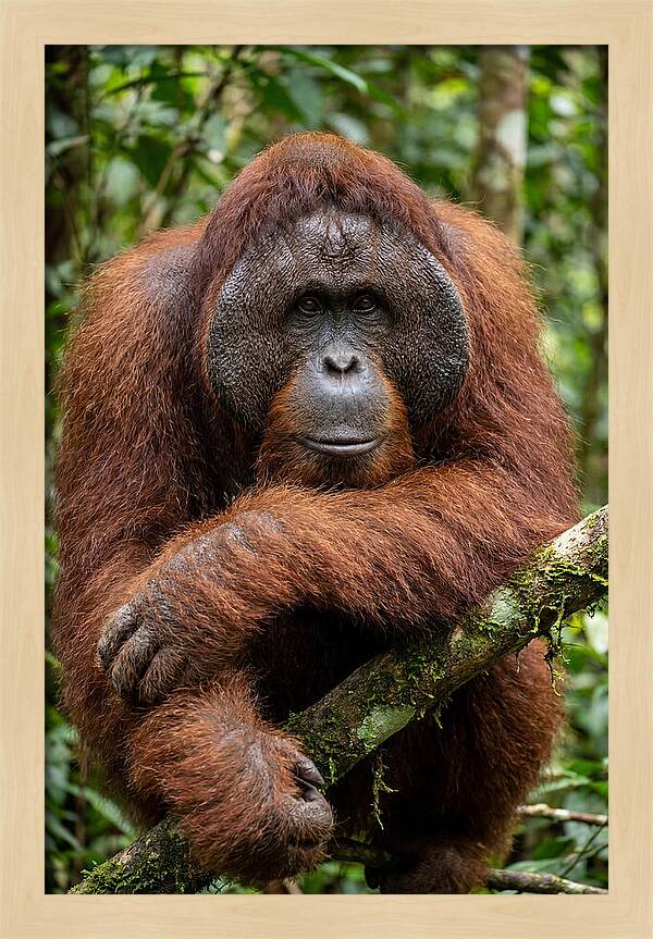 Asian Orangutan Male Portrait