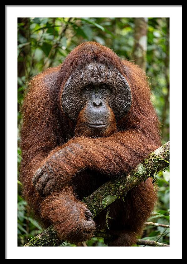 Asian Orangutan Male Portrait