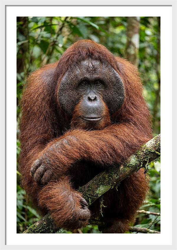 Asian Orangutan Male Portrait