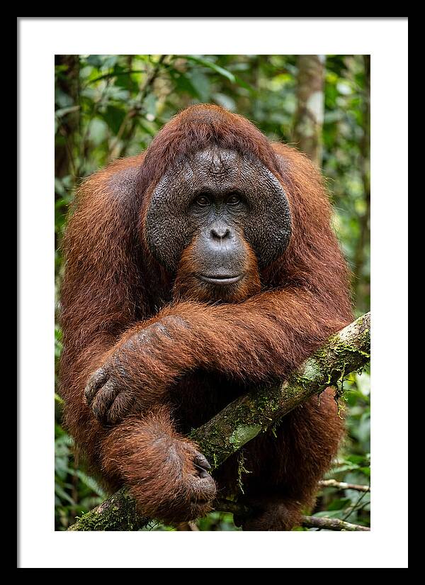 Asian Orangutan Male Portrait