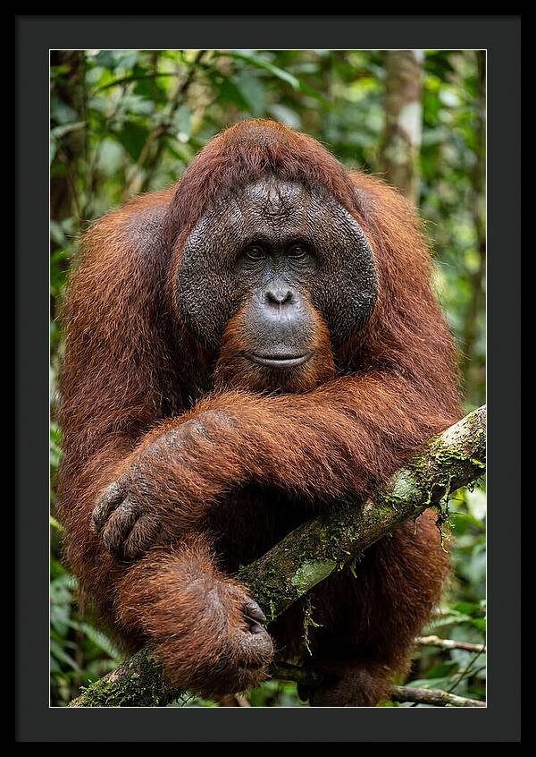 Asian Orangutan Male Portrait