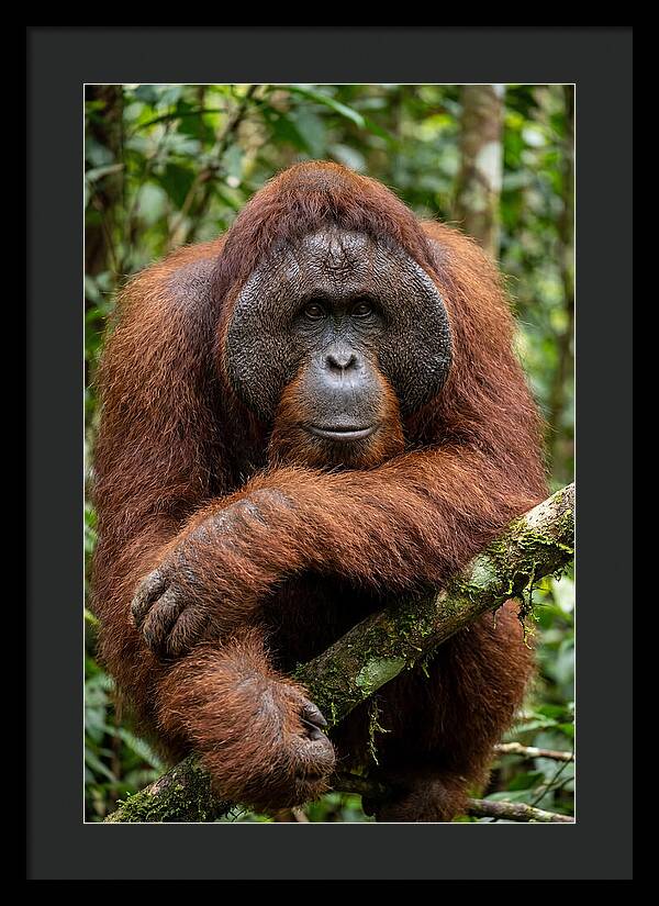 Asian Orangutan Male Portrait