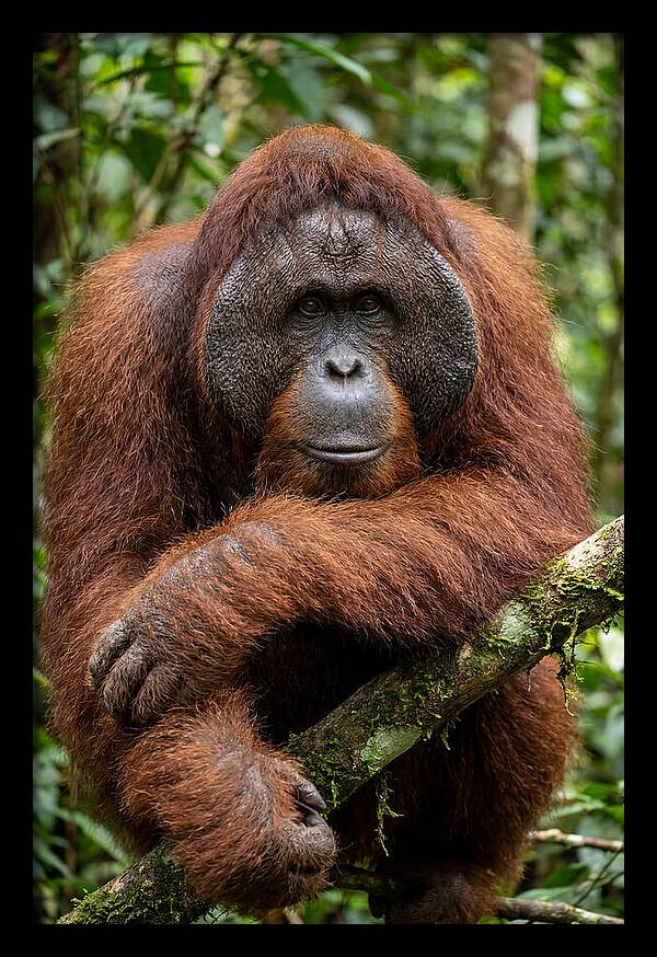 Asian Orangutan Male Portrait