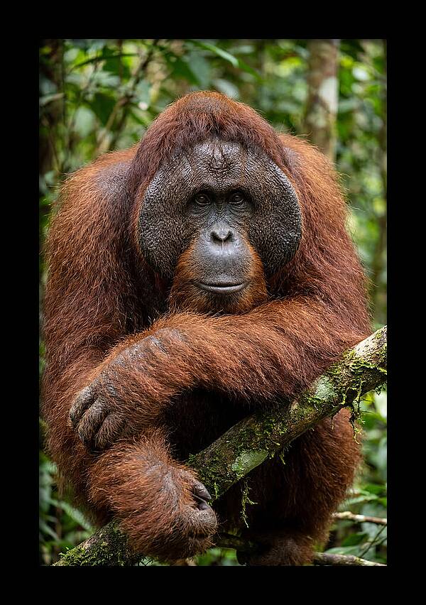 Asian Orangutan Male Portrait