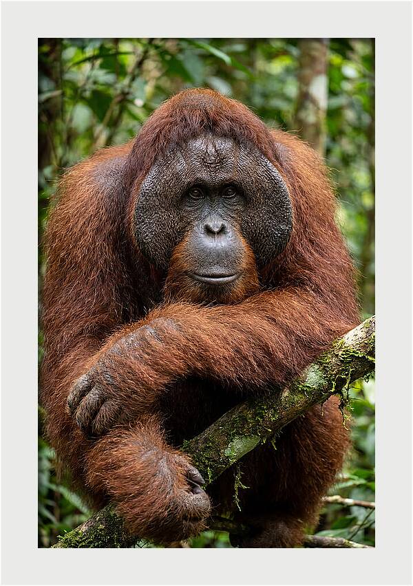 Asian Orangutan Male Portrait