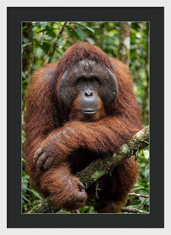 Asian Orangutan Male Portrait