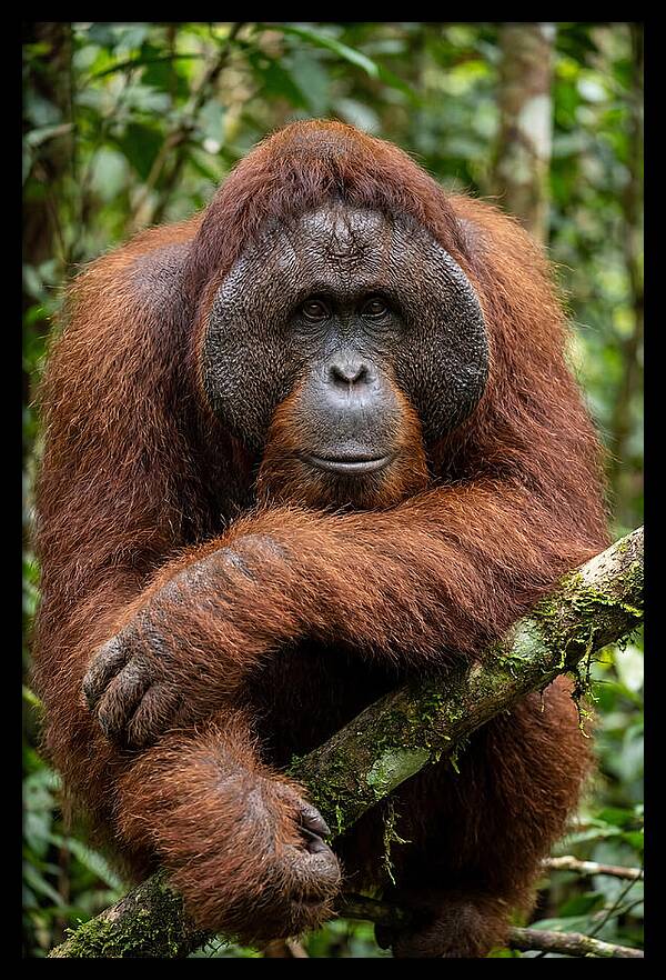 Asian Orangutan Male Portrait