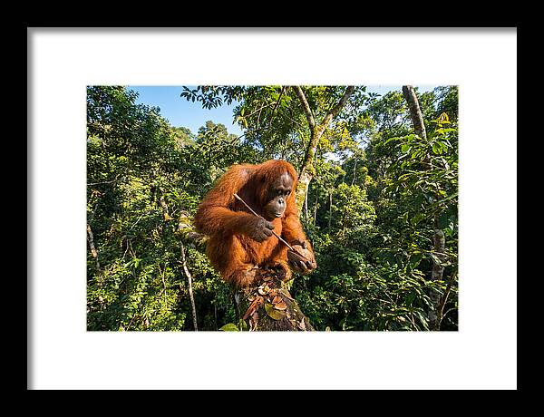 Asian Orangutan Tool Use
